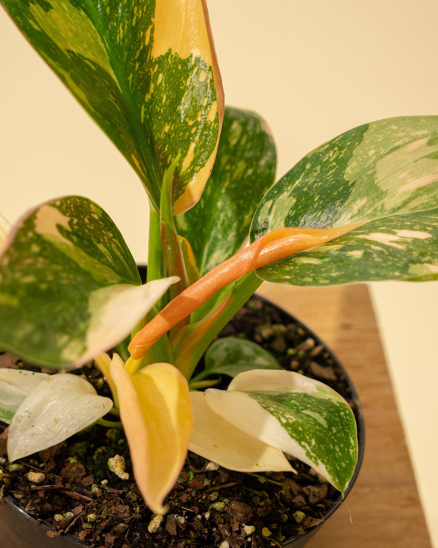 Variegated Philodendron Green Congo 'Copper Flame'