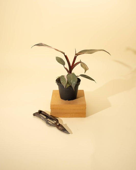 Philodendron Red Anderson 'Pink Knight'