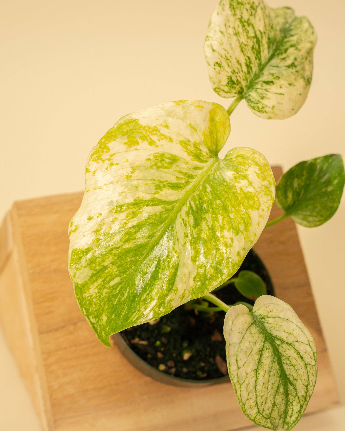 Monstera 'Mint'