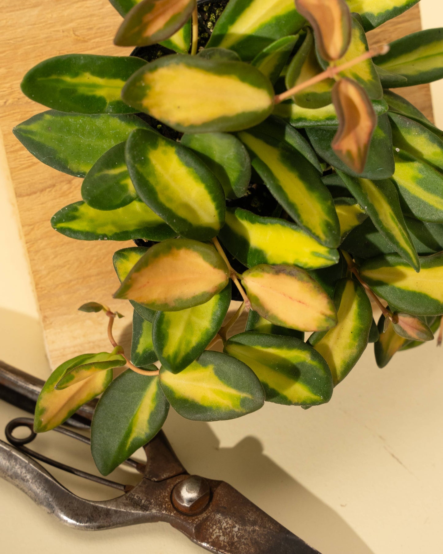 Hoya 'DS70' Variegated
