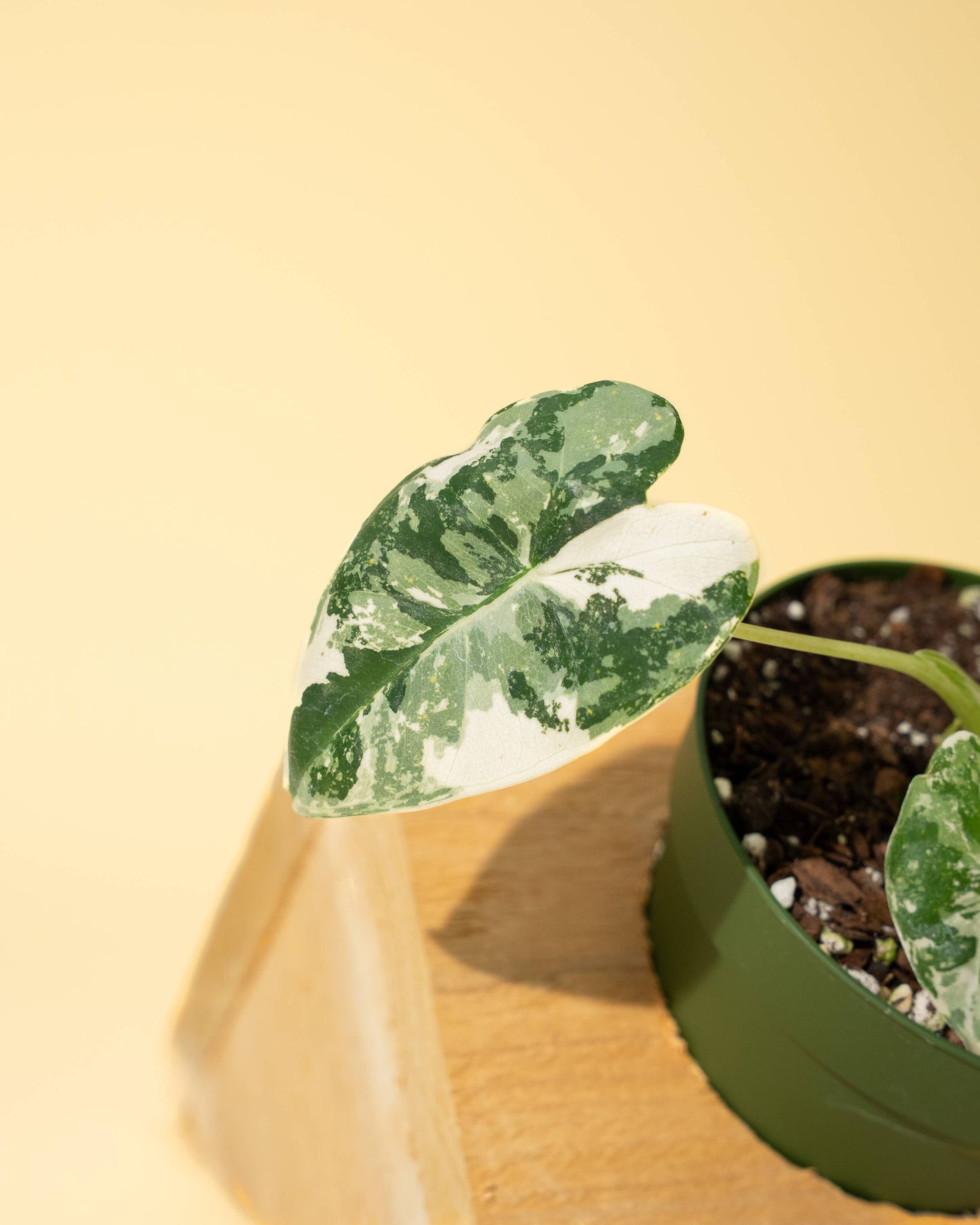 Variegated Alocasia 'Frydek'