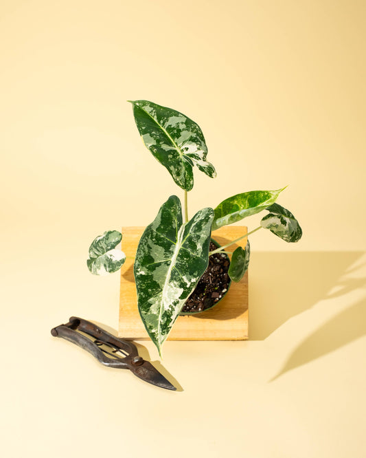 Variegated Alocasia 'Frydek'