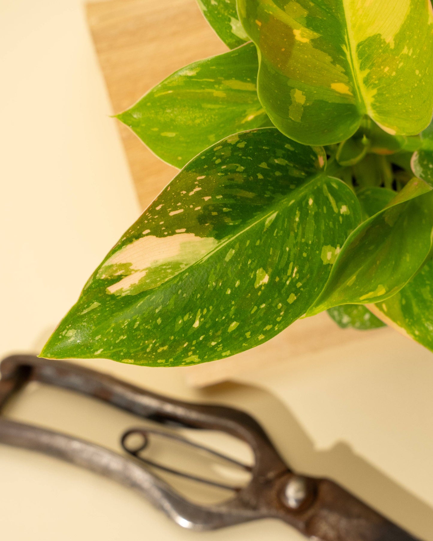 Variegated Philodendron Green Congo 'Copper Flame'