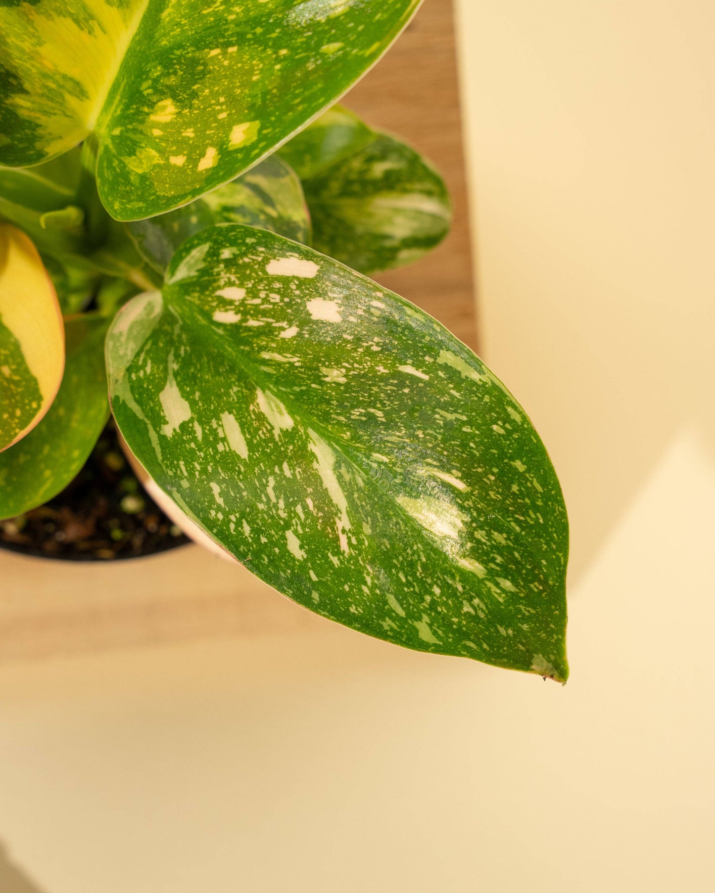 Variegated Philodendron Green Congo 'Copper Flame'