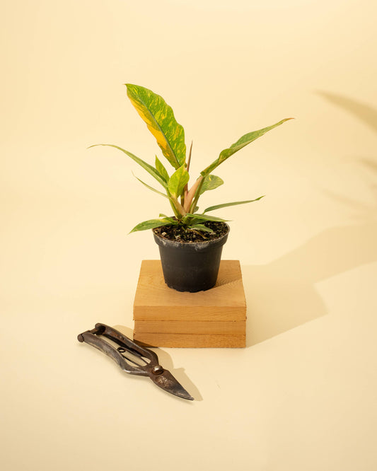 Philodendron 'Ring of Fire'