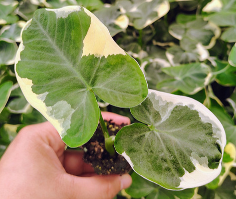 Alocasia Mickey Mouse. 2-3 inch starter plant.