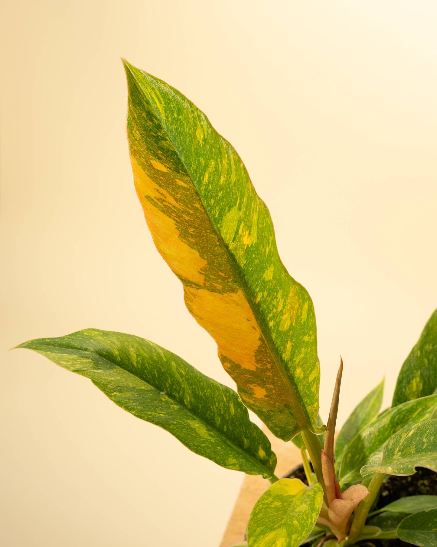 Philodendron 'Ring of Fire'