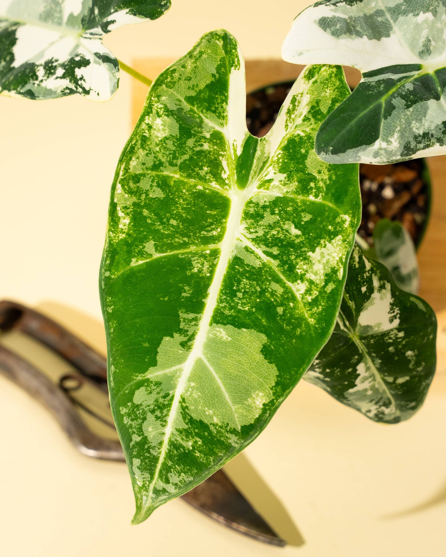 Variegated Alocasia 'Frydek'