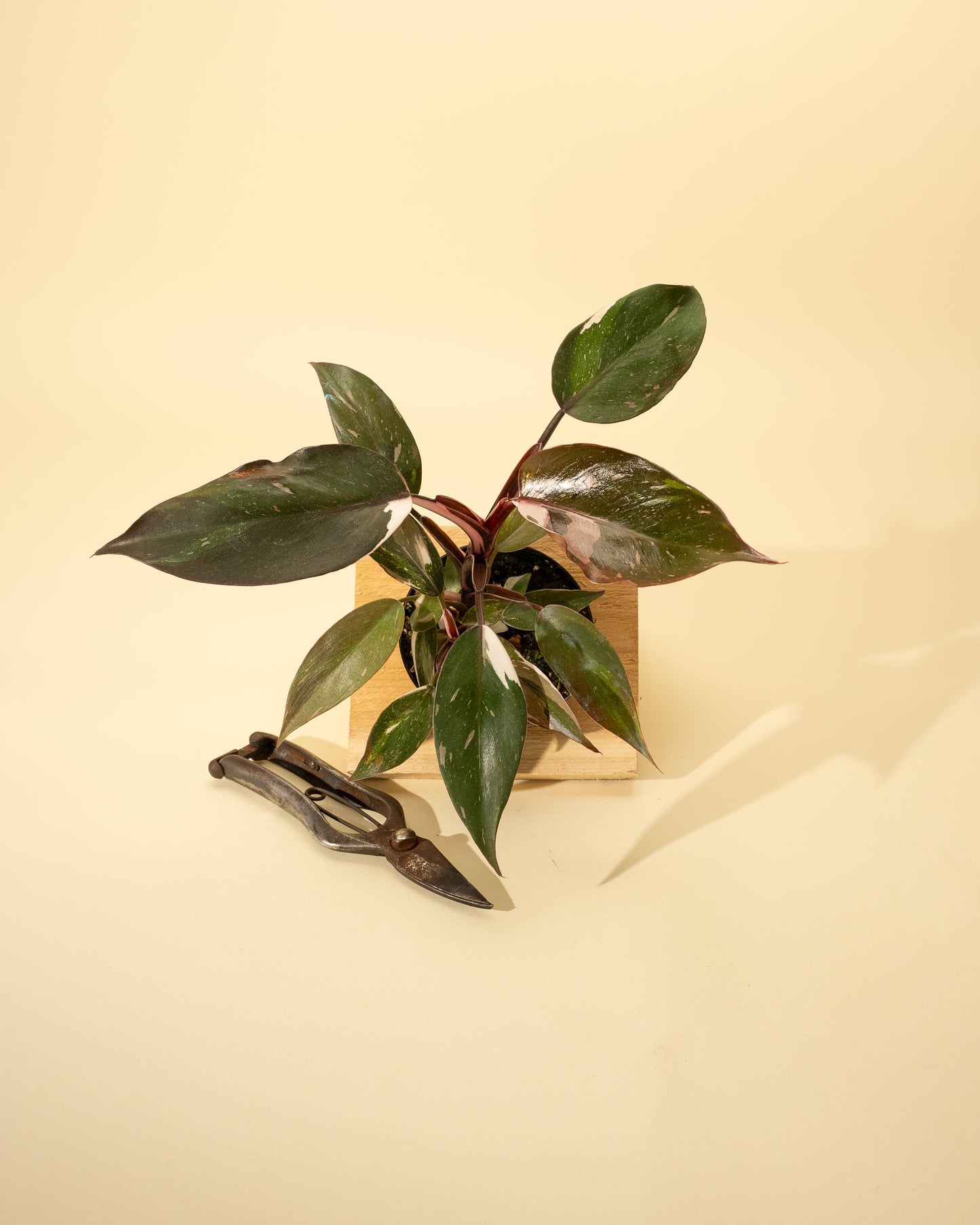 Philodendron Red Anderson 'Pink Knight'