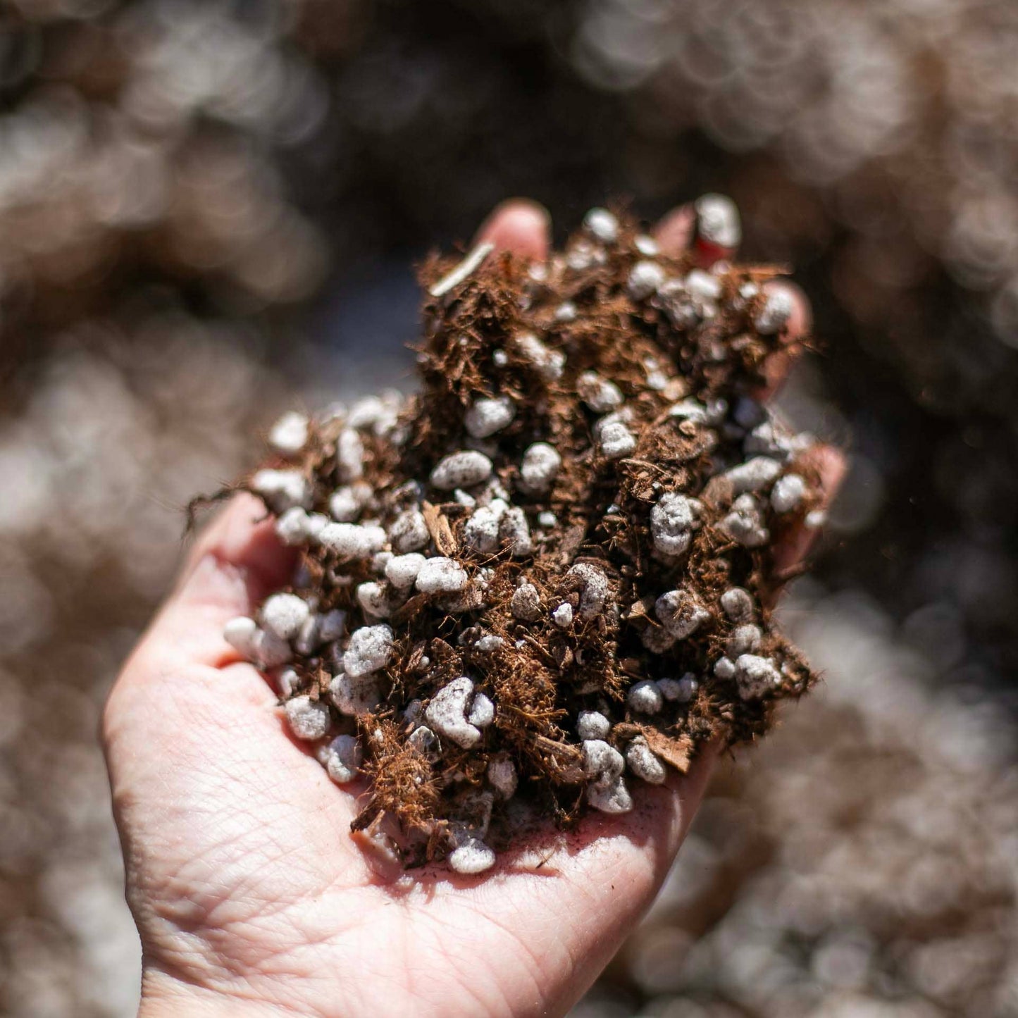 Organic Cactus & Succulent Potting Soil Mix