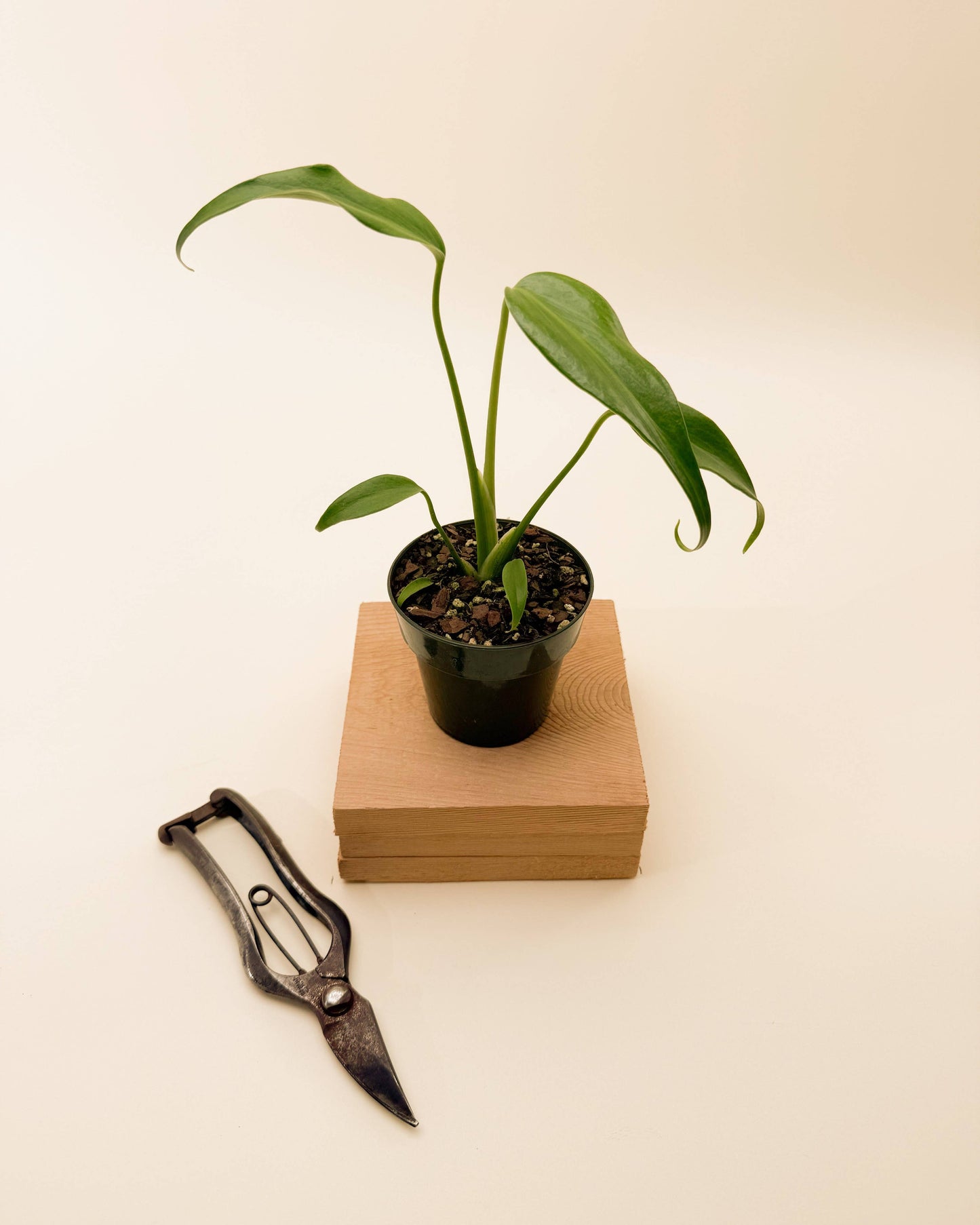 Monstera 'Burle Marx Flame'