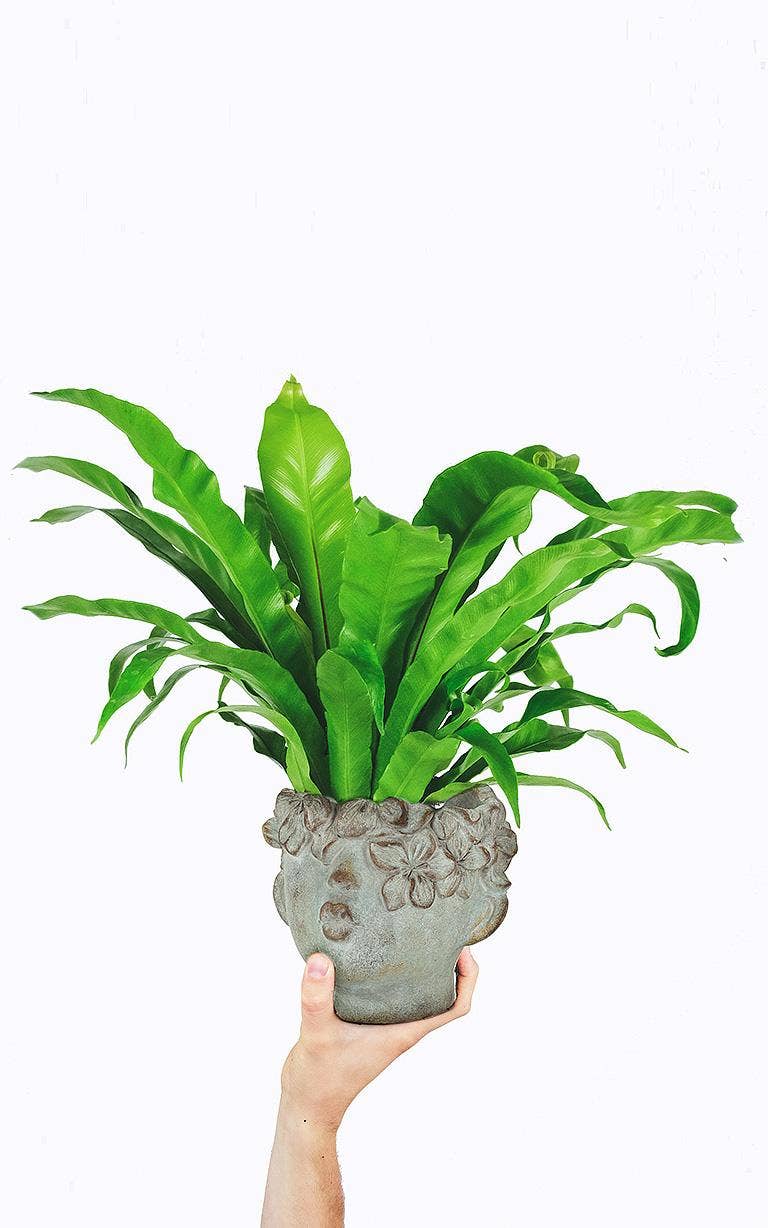 Mini Kissing Face Planter-4"H