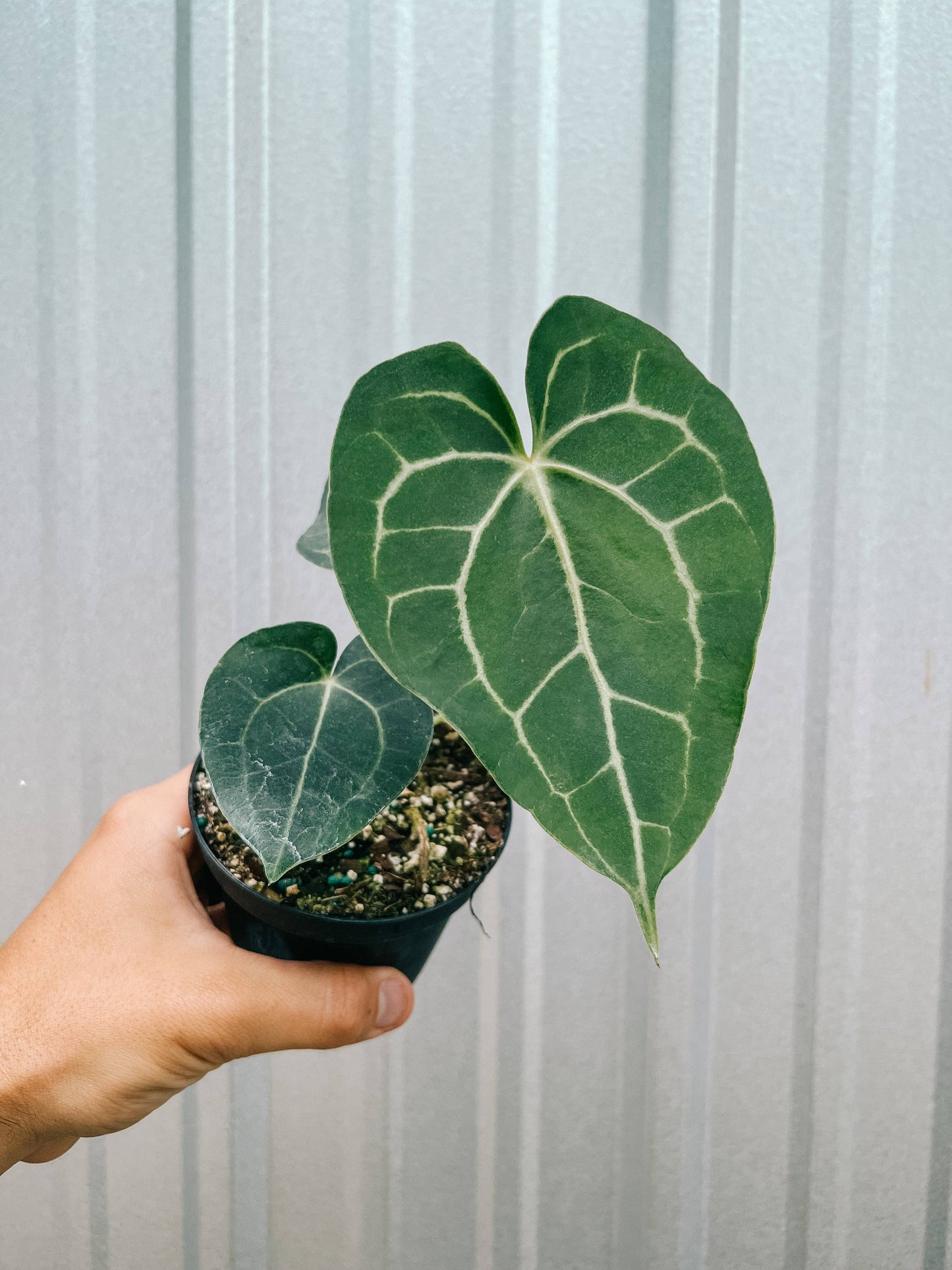 Anthurium 'Clarinervium