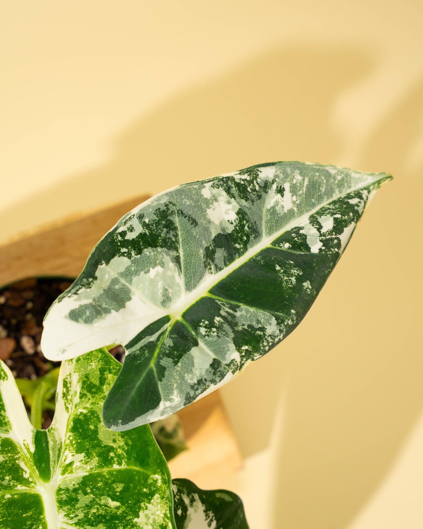 Variegated Alocasia 'Frydek'