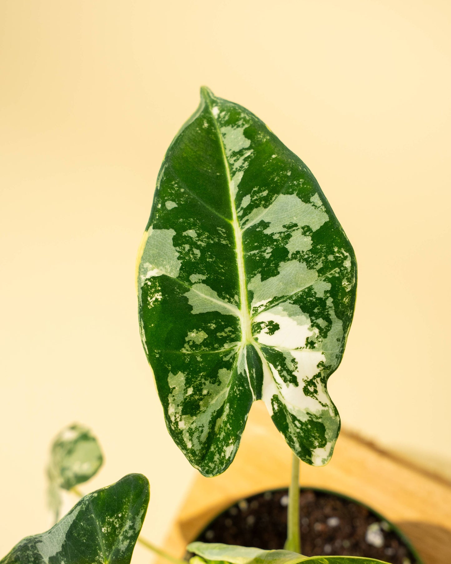 Variegated Alocasia 'Frydek'