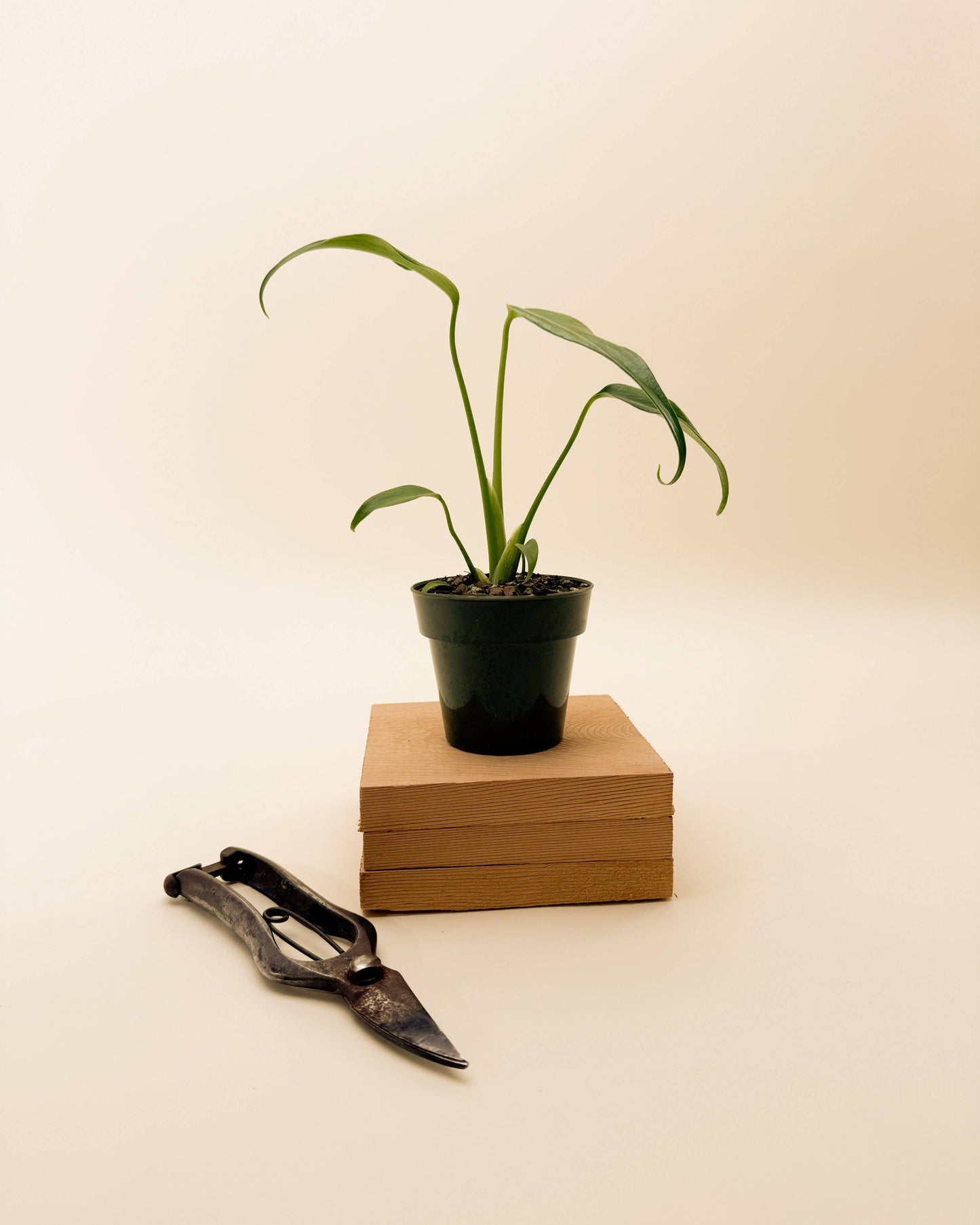 Monstera 'Burle Marx Flame'