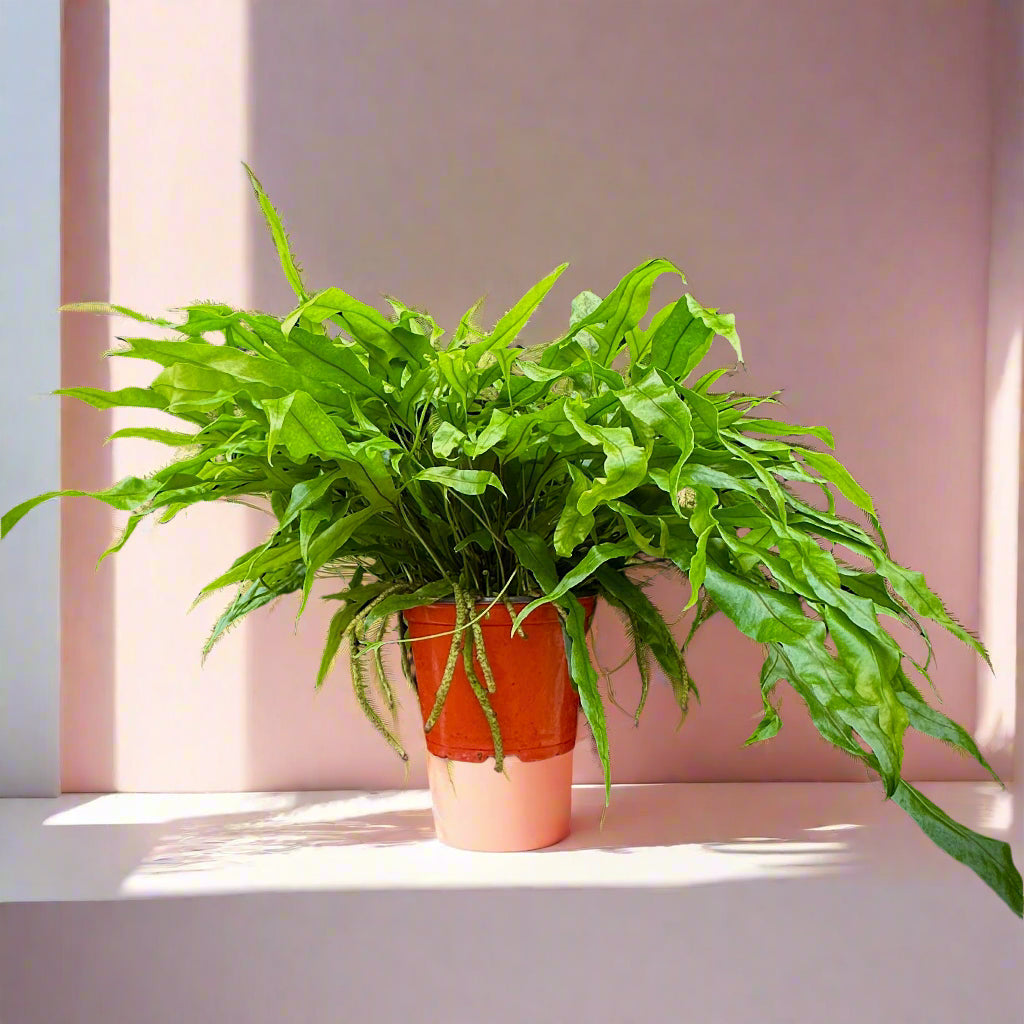 Kangaroo Paw Footed Fern - Anigozanthos