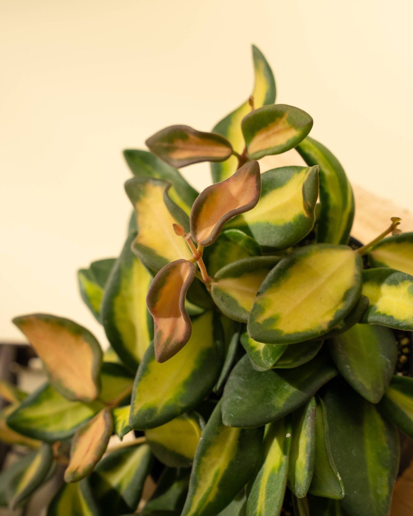 Hoya 'DS70' Variegated