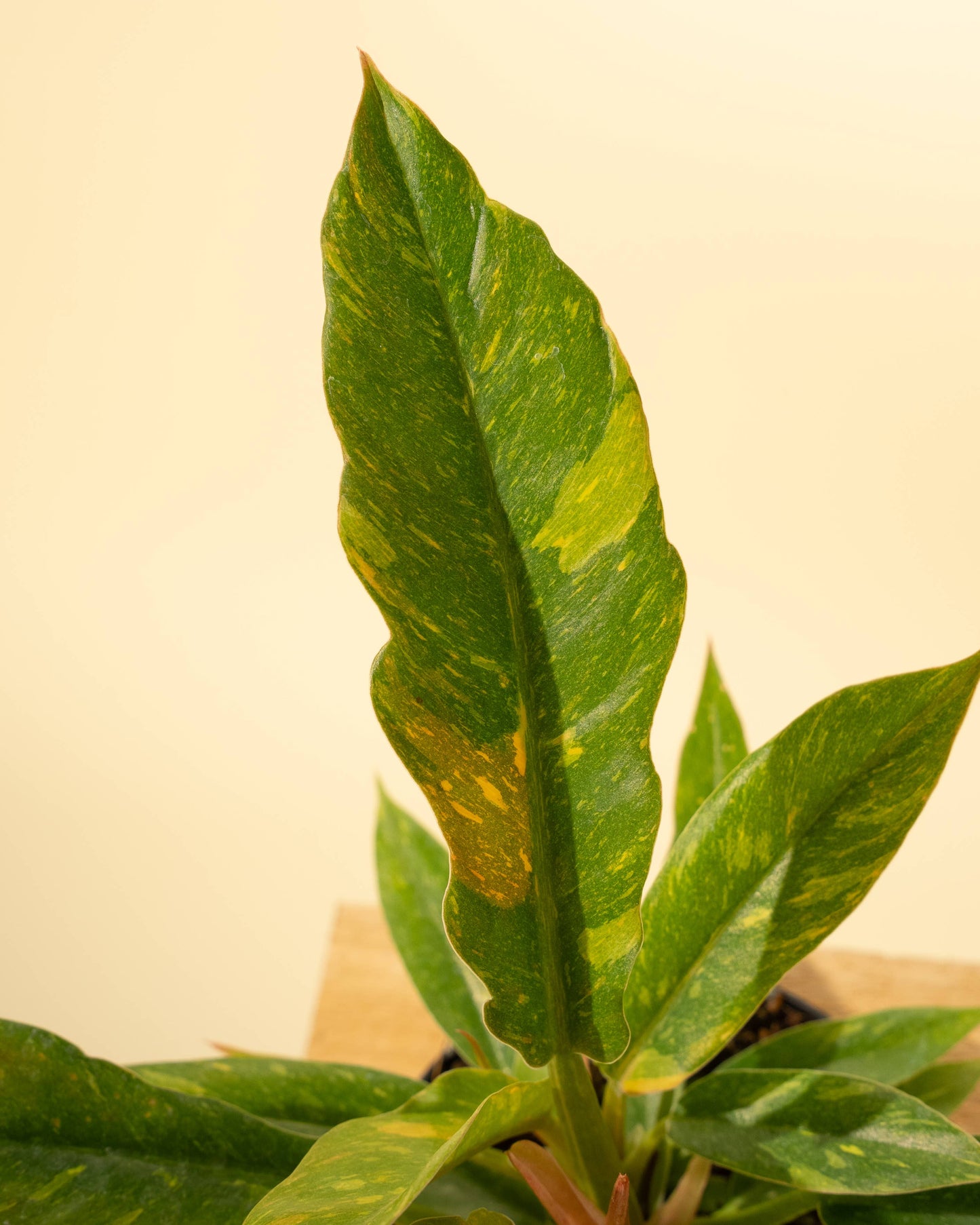 Philodendron 'Ring of Fire'