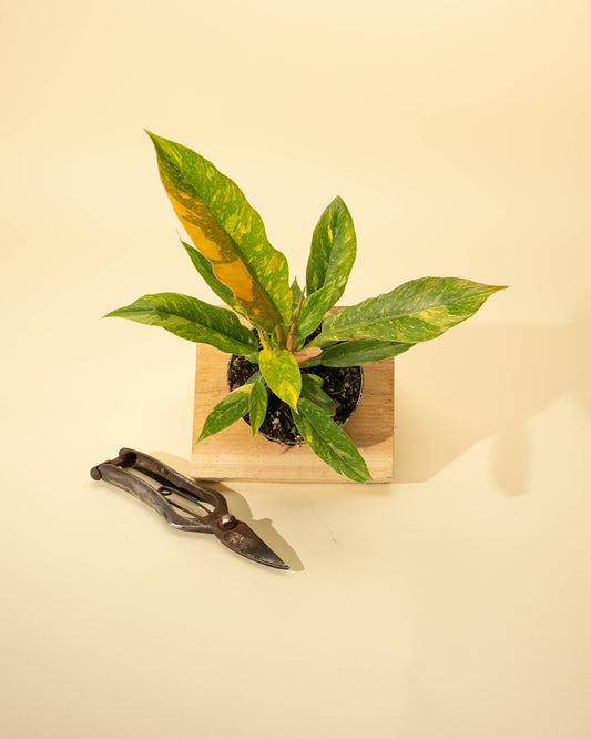 Philodendron 'Ring of Fire'