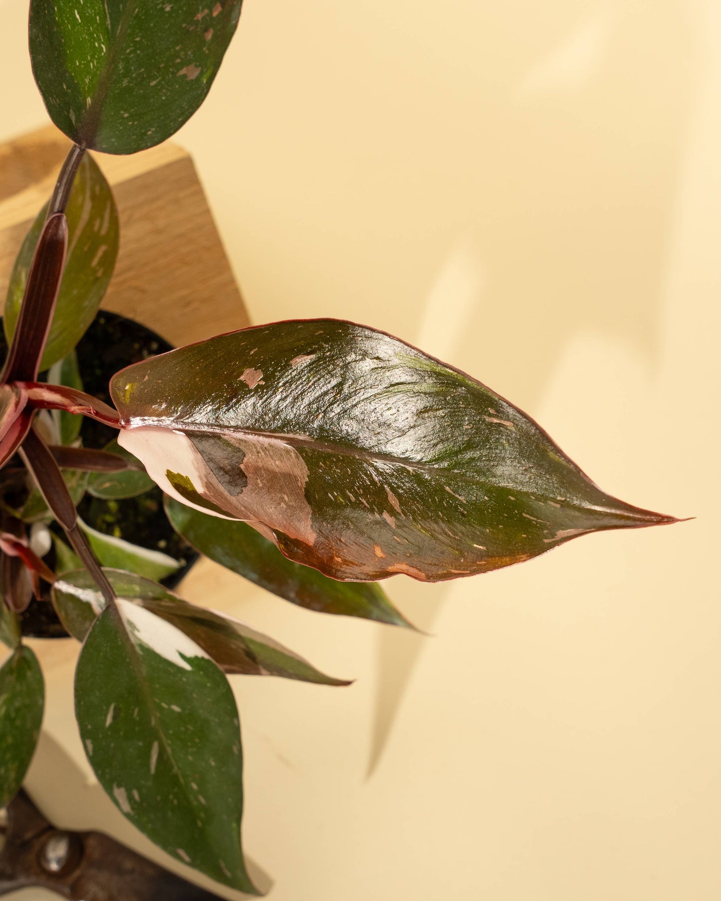 Philodendron Red Anderson 'Pink Knight'