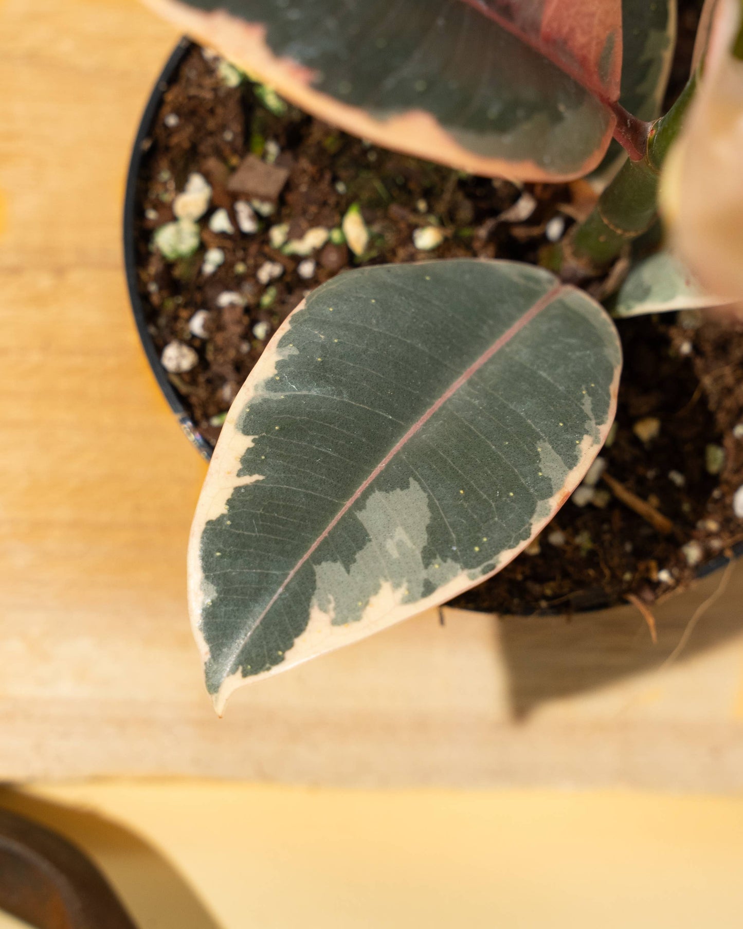 Ficus 'Tineke'
