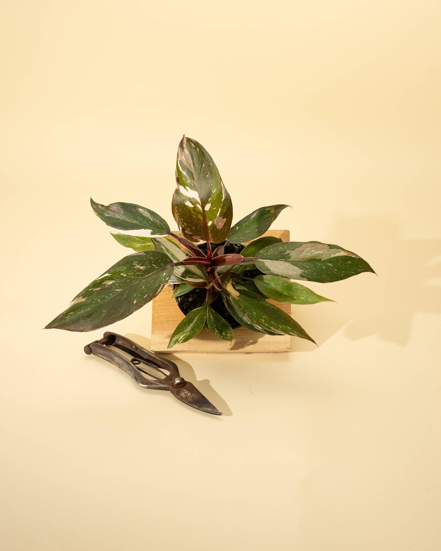 Philodendron Red Anderson 'Pink Knight'