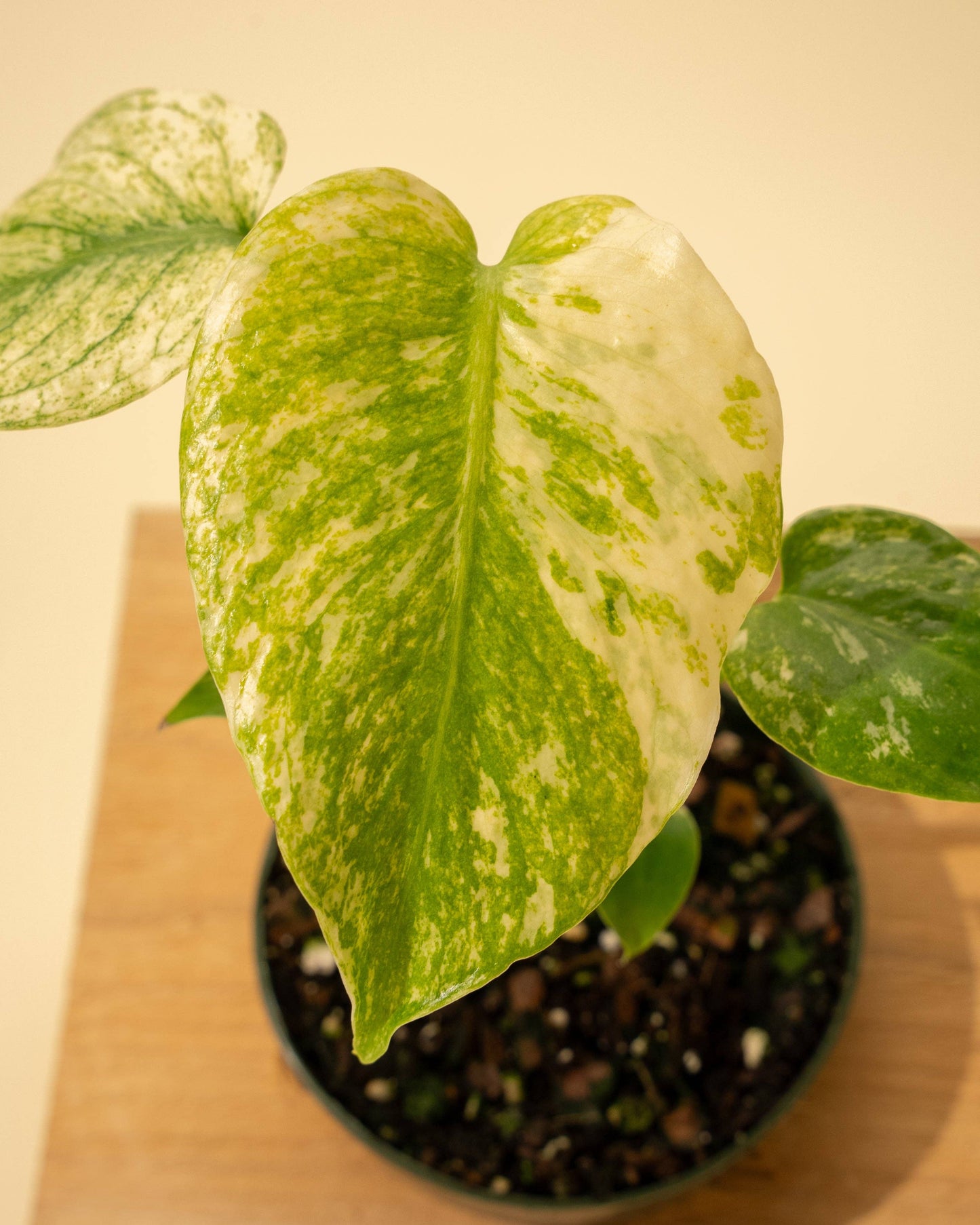 Monstera 'Mint'