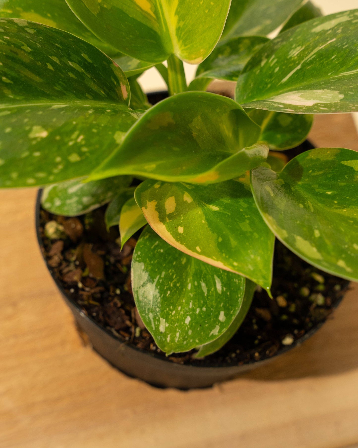 Variegated Philodendron Green Congo 'Copper Flame'