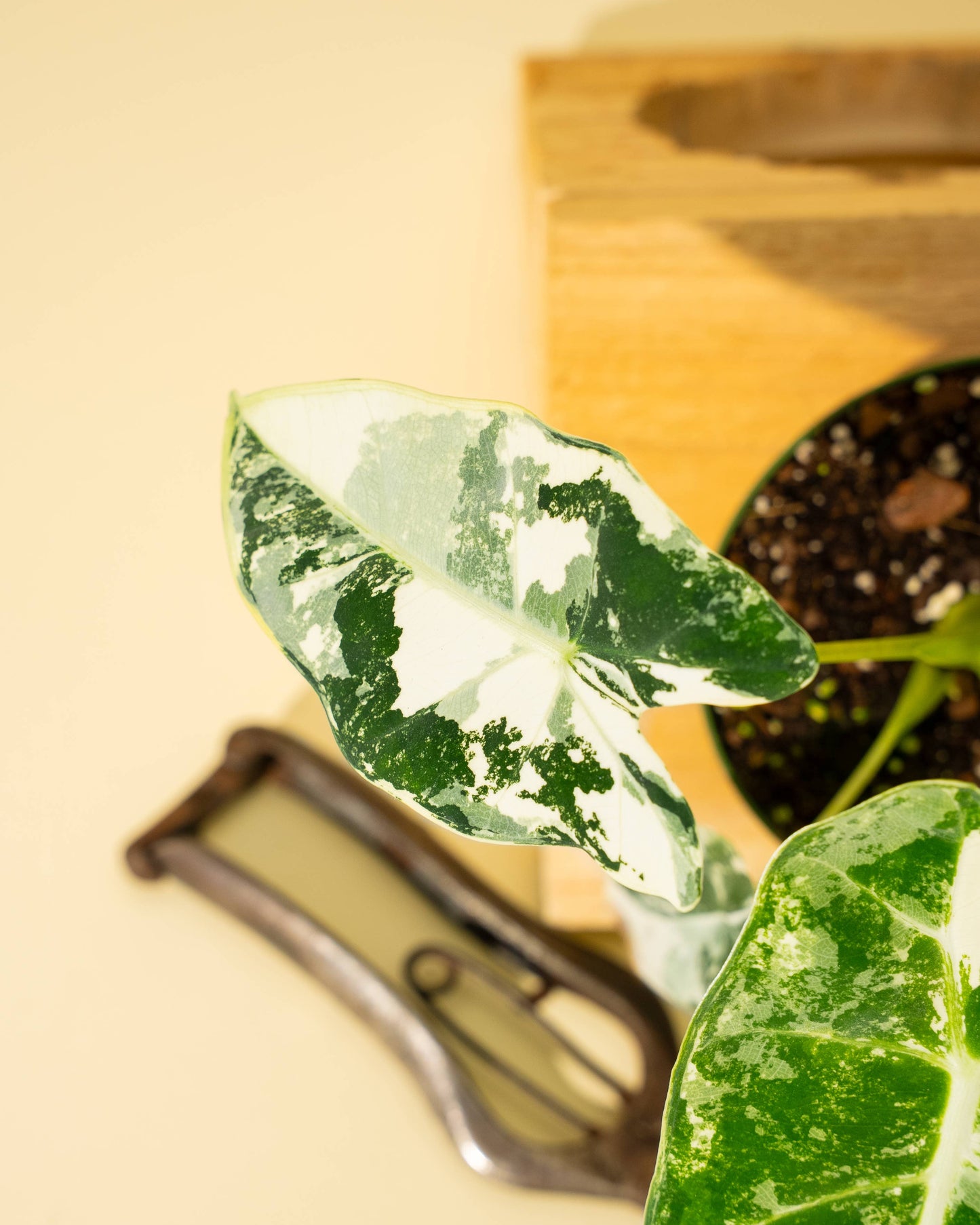 Variegated Alocasia 'Frydek'