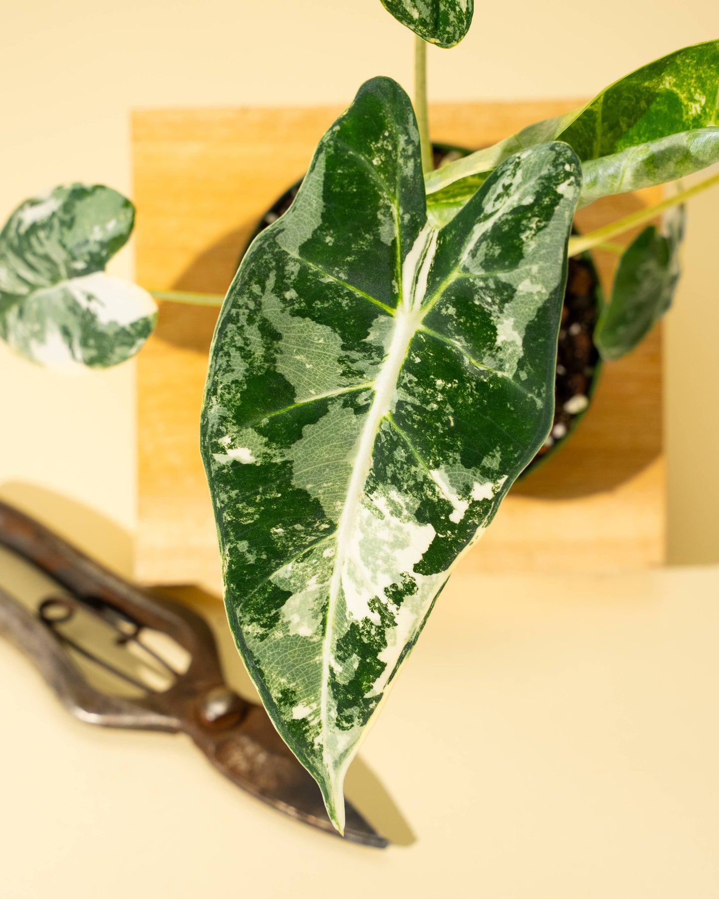 Variegated Alocasia 'Frydek'