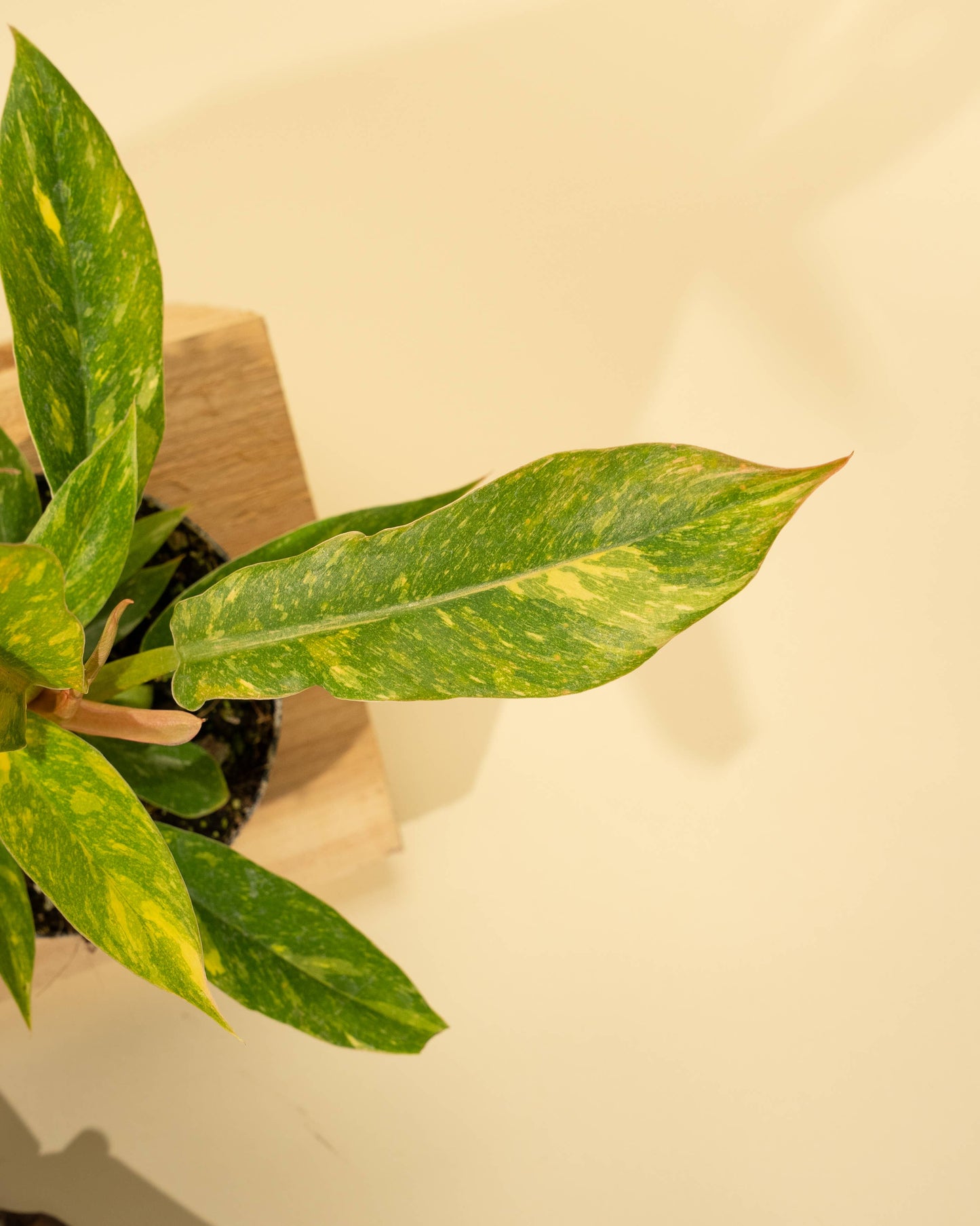 Philodendron 'Ring of Fire'