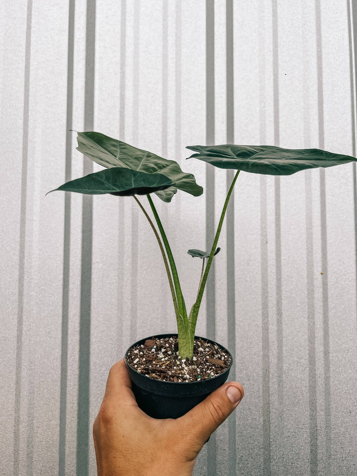 Alocasia 'Mayan Mask'