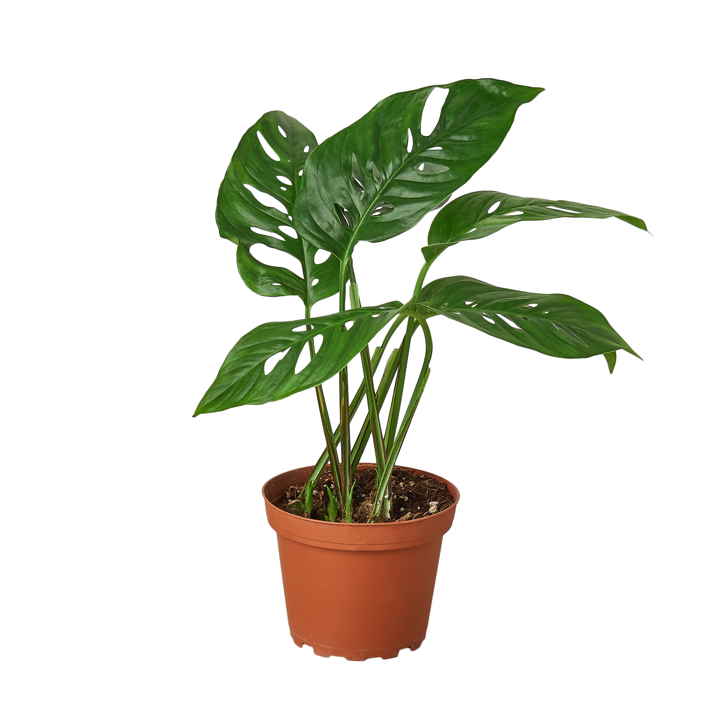 Monstera Swiss Cheese 4-inch