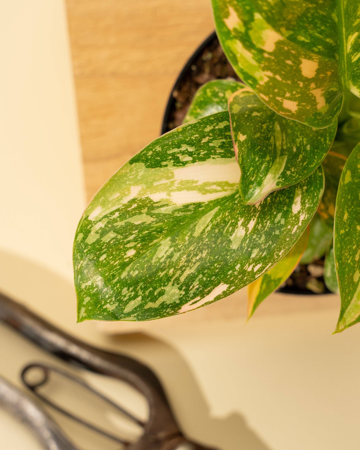 Variegated Philodendron Green Congo 'Copper Flame'