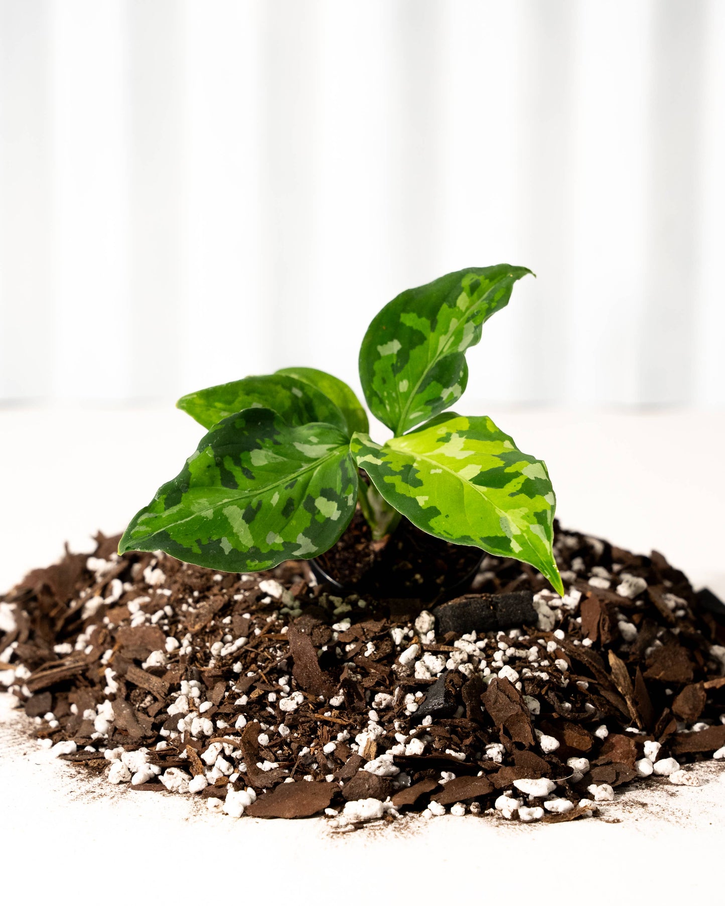 Aglaonema 'Pictum Tricolor'