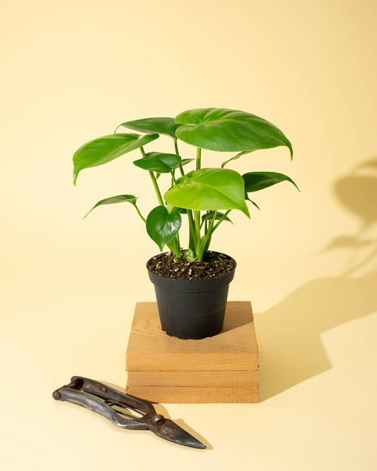 Monstera 'Deliciosa'