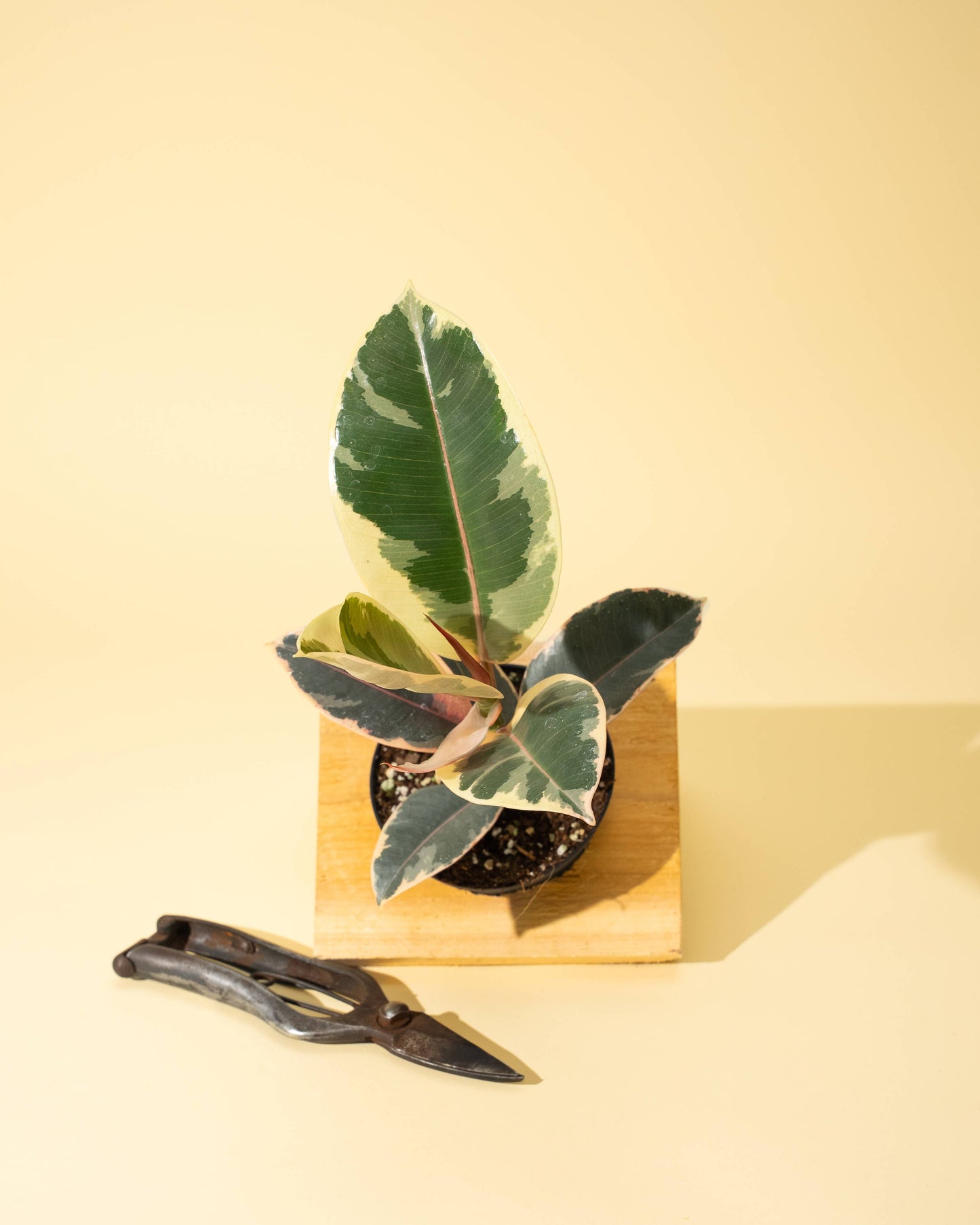 Ficus 'Tineke'