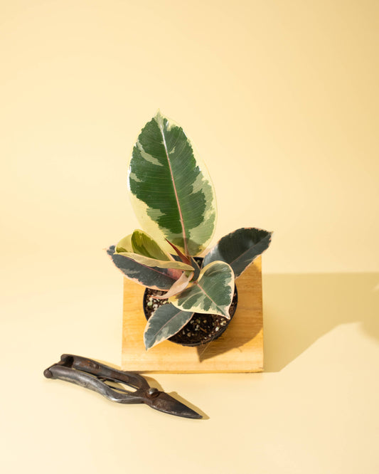 Ficus 'Tineke'