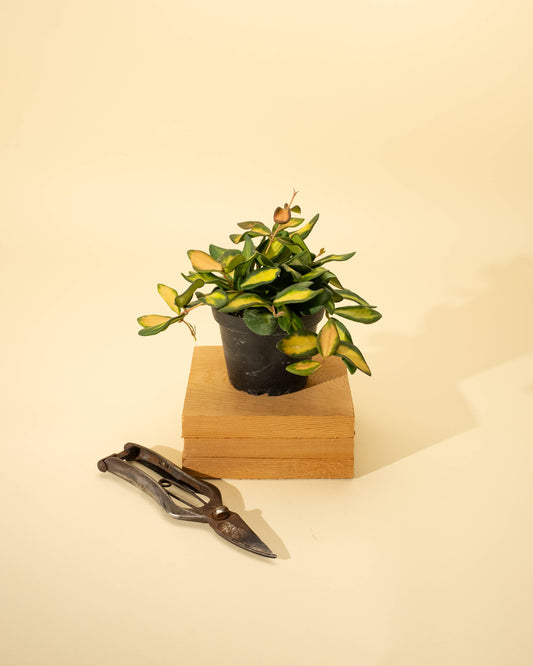 Hoya 'DS70' Variegated