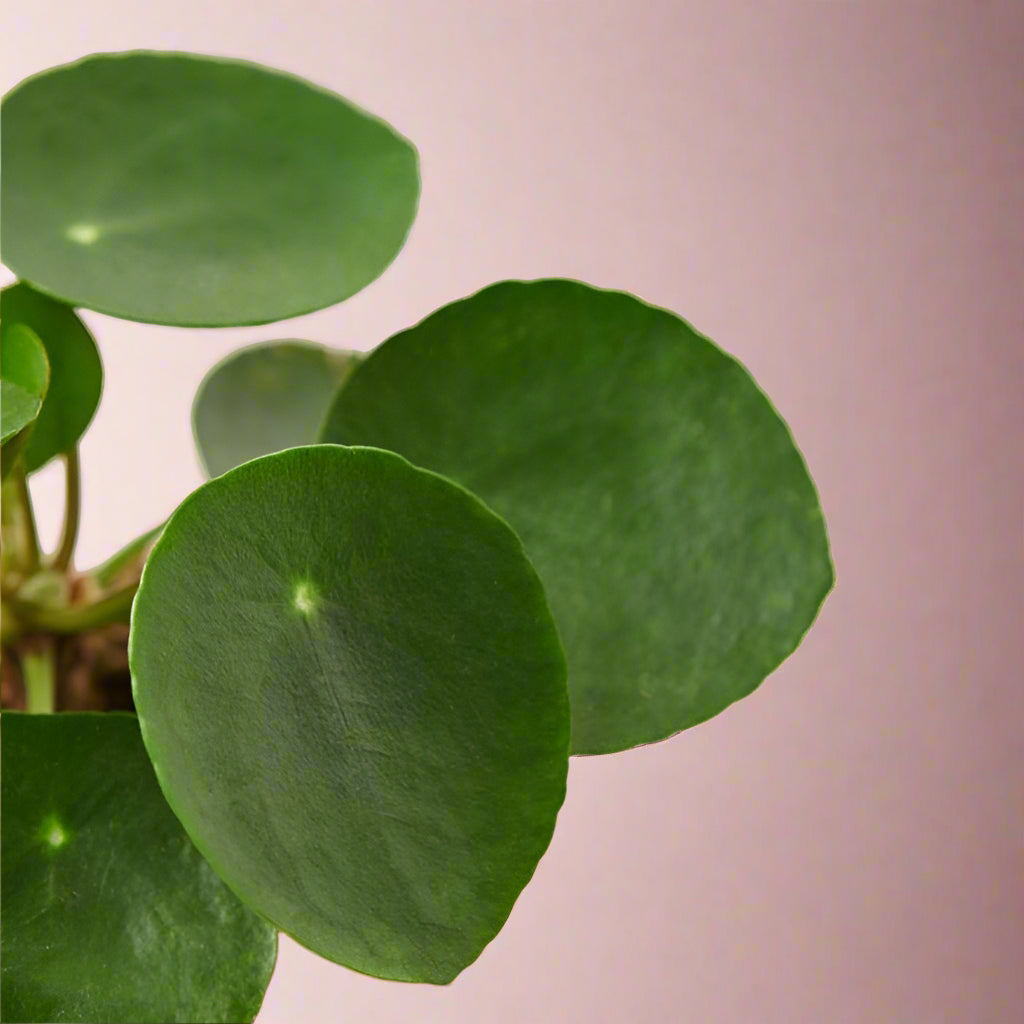 Pilea Peperomioides