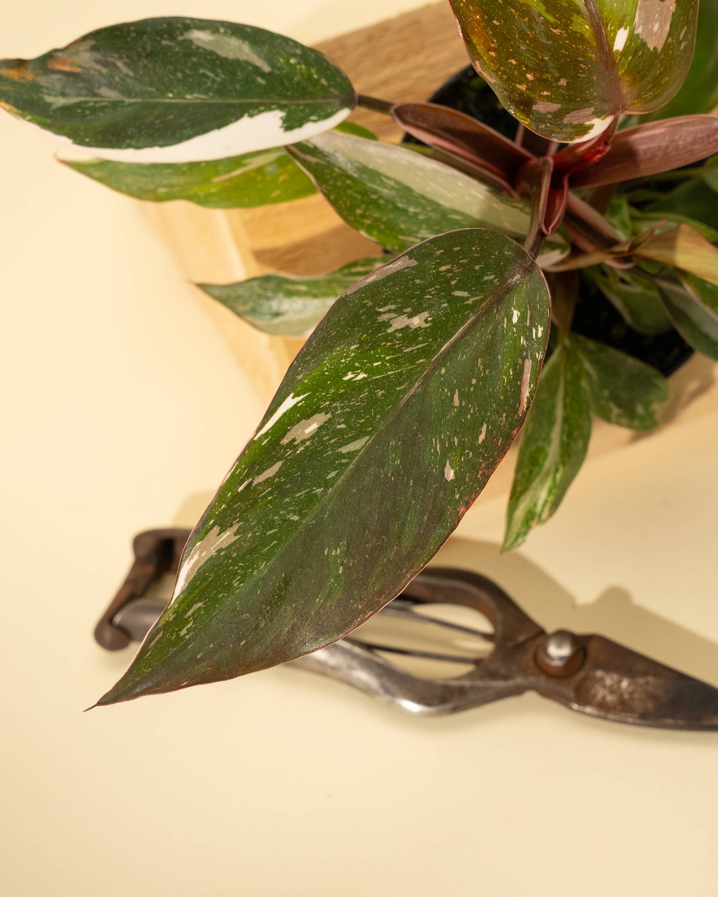 Philodendron Red Anderson 'Pink Knight'