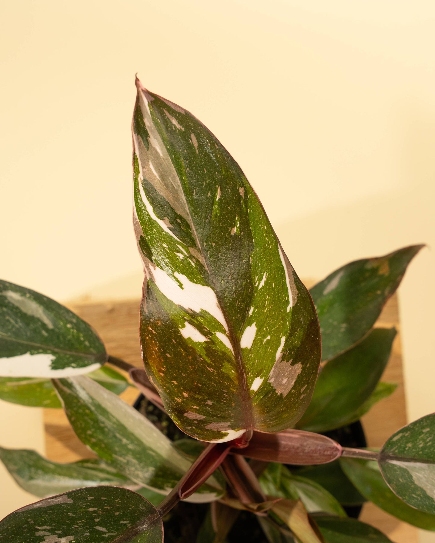 Philodendron Red Anderson 'Pink Knight'