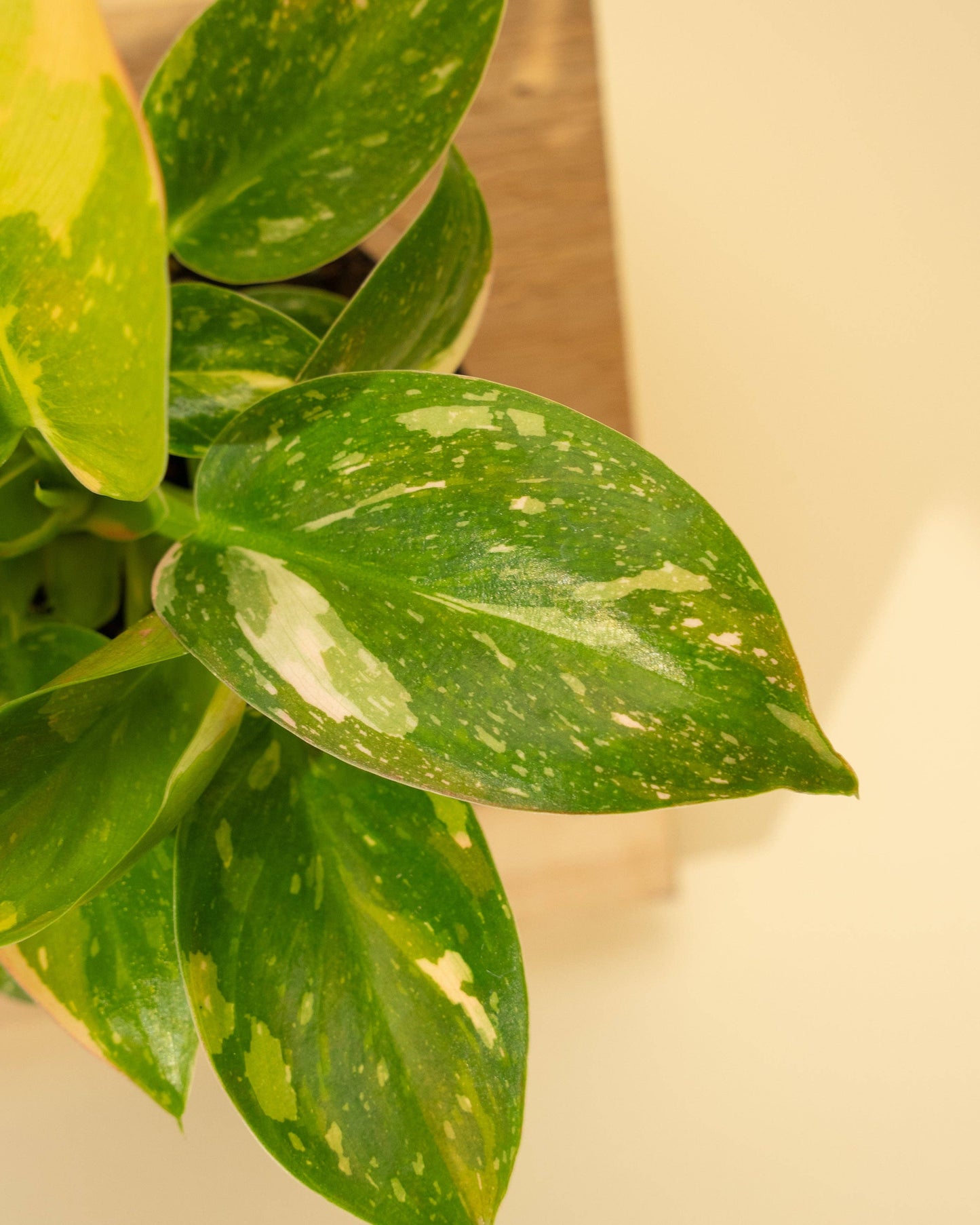 Variegated Philodendron Green Congo 'Copper Flame'