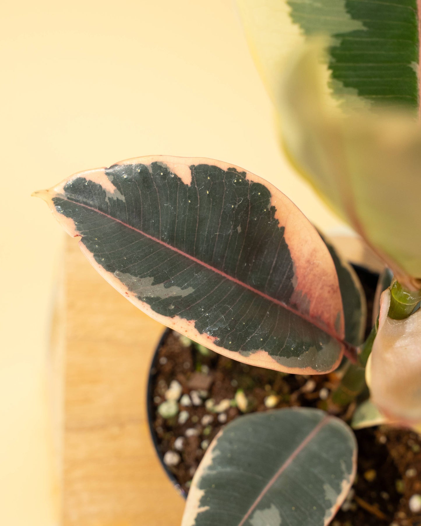 Ficus 'Tineke'