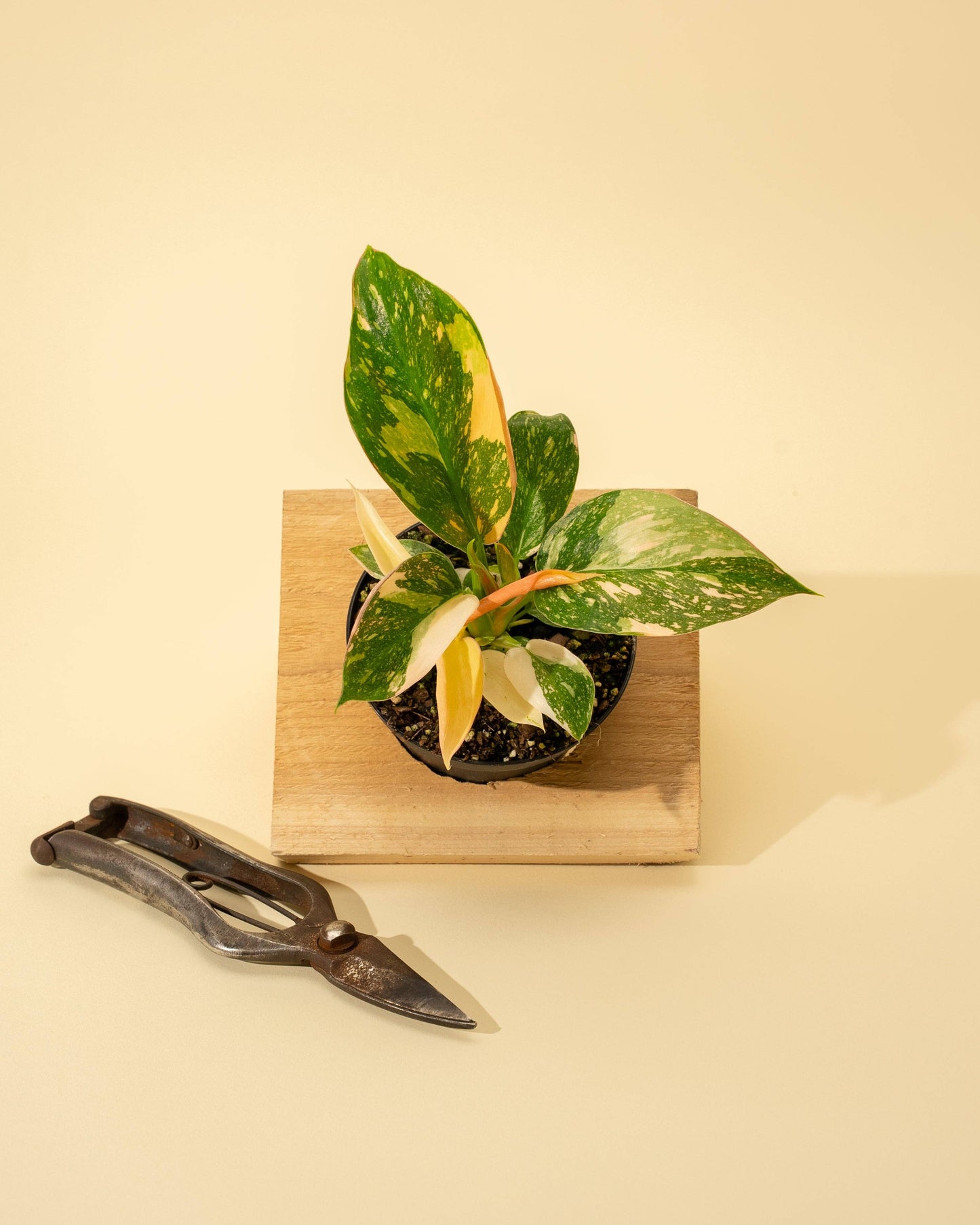 Variegated Philodendron Green Congo 'Copper Flame'