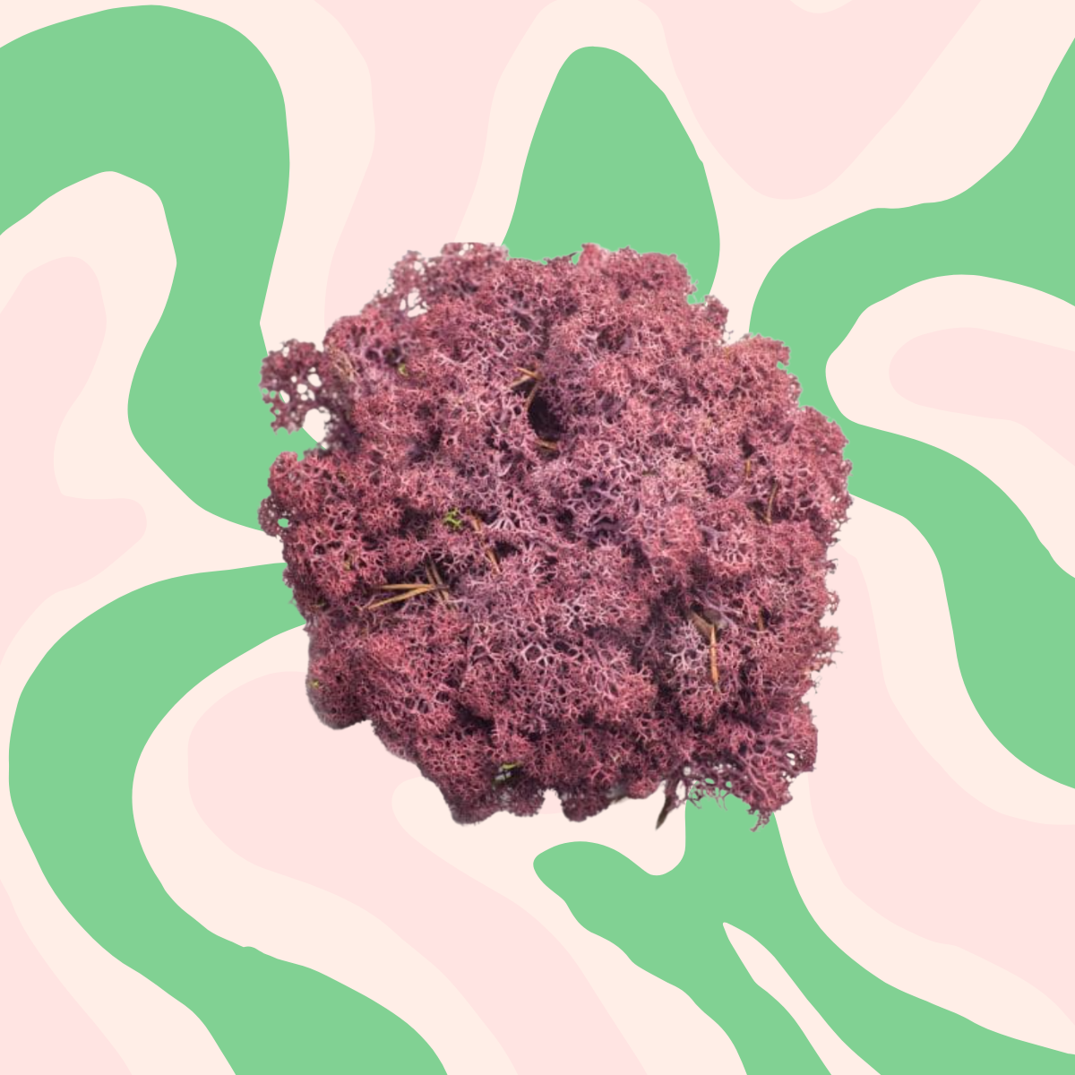 Reindeer Moss – Refill Bar