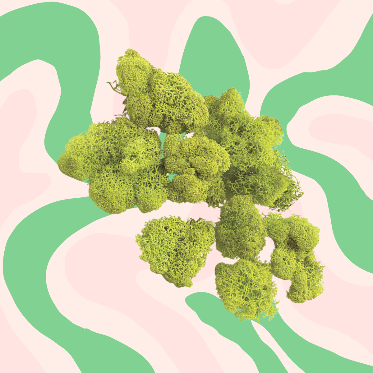 Reindeer Moss – Refill Bar