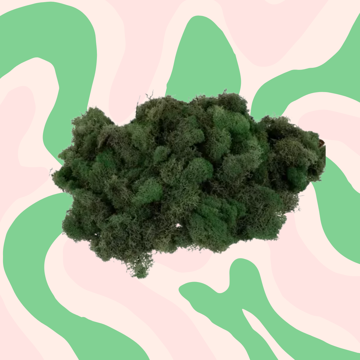 Reindeer Moss – Refill Bar