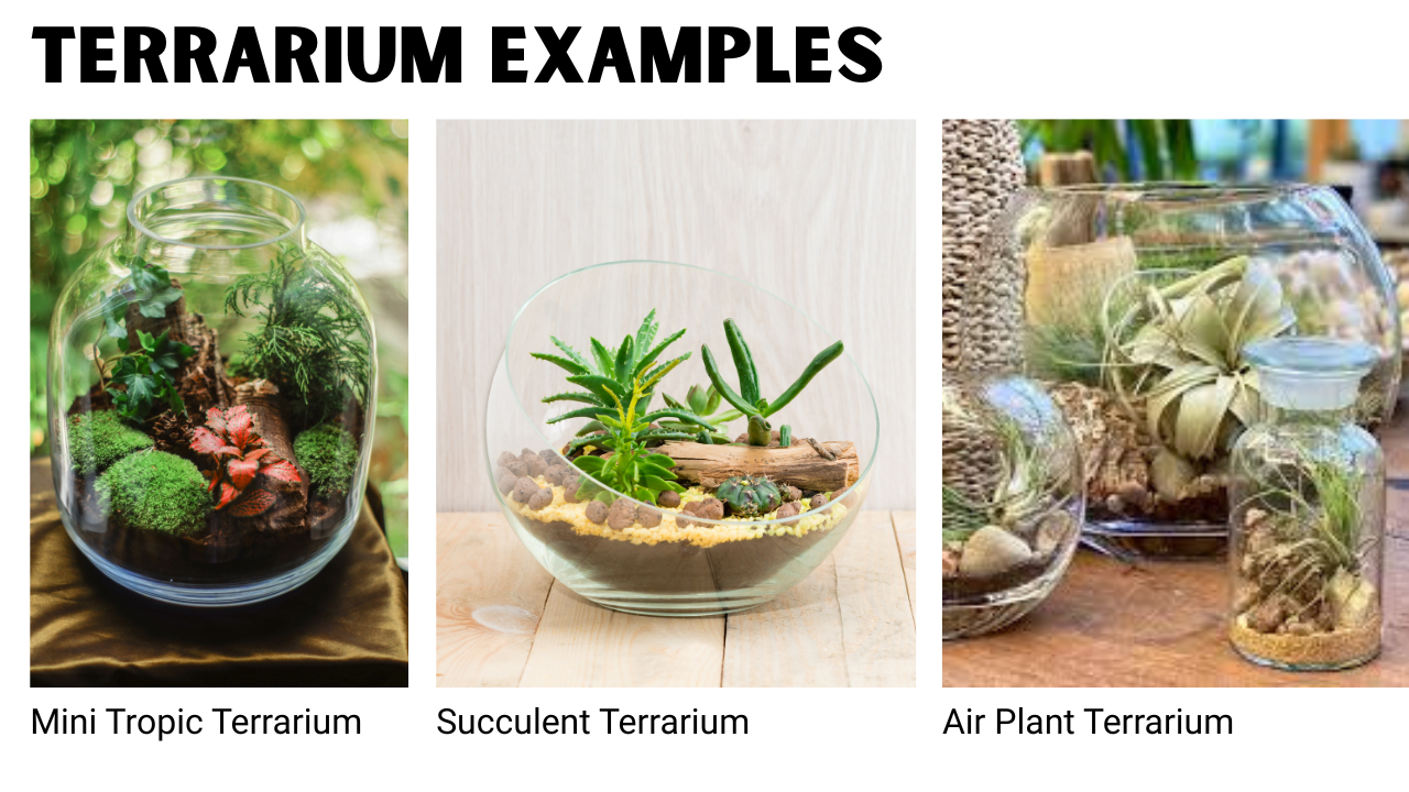 Glass Terrarium/ DIY Glass Terrarium Kit – Build Your Own Miniature Garden